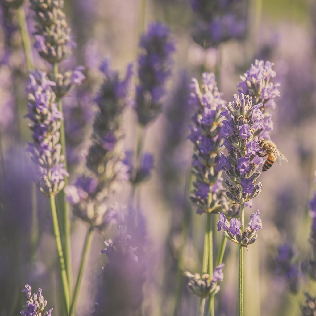 All About Lavender Essential Oil & The Lavender Plant