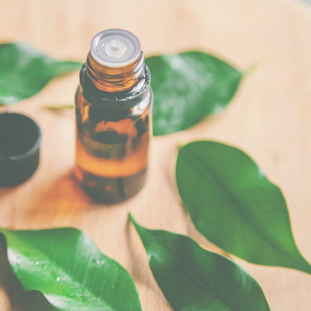 Tea Tree Oil's Benefits and Uses with a Splash of Fun Facts